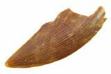 Serrated, Raptor Tooth - Real Dinosaur Tooth #285167-1